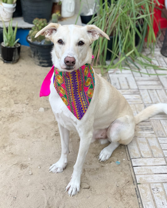 Embroidered Doggy Bandana